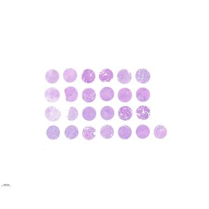 CHO024-01A