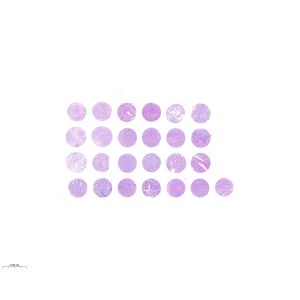 CHO024-01B