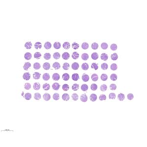 CRC062-01A
