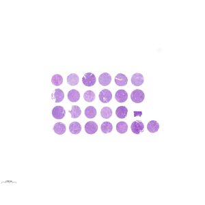 CXSQ25S-01