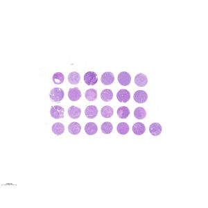 CXSQ25S-02