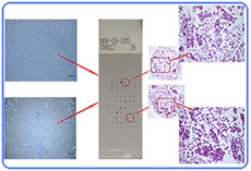 Cell Microarray, Cell Array